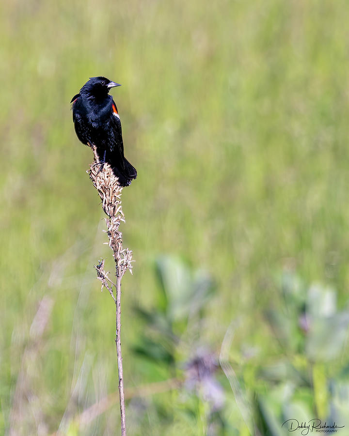 Red Winged Blackbird Perched Photograph by Debby Richards