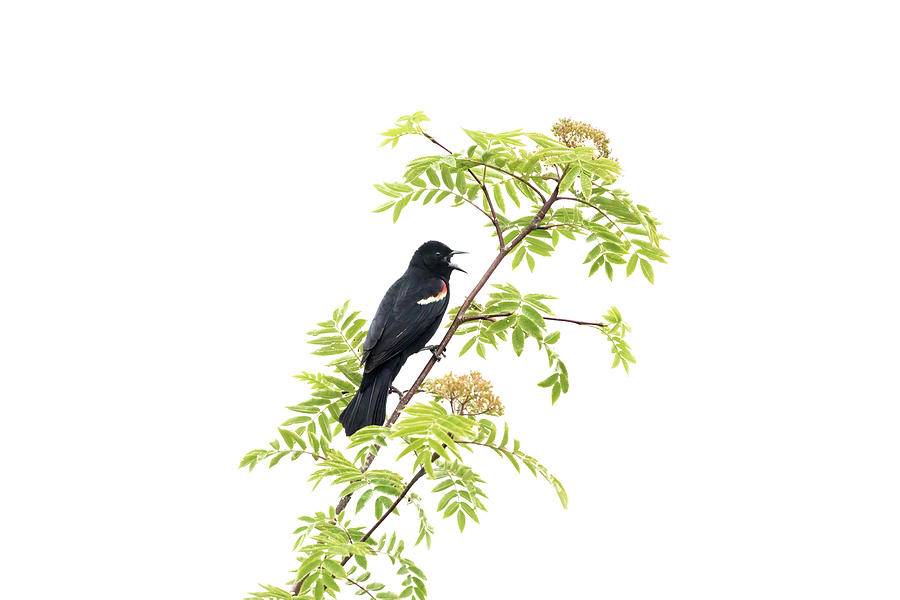 Red-winged Blackbird Perched in Mountain Ash Tree Photograph by Michael Russell