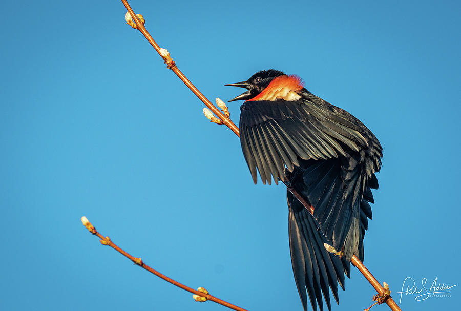 Red winged Blackbird Photograph by Phil S Addis