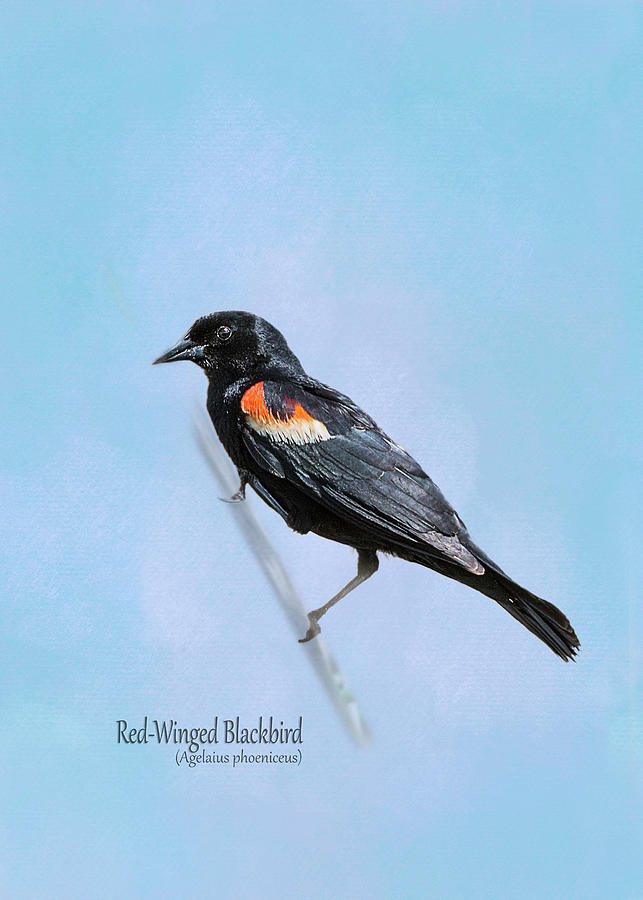 Red-Winged Blackbird Portrait Photograph by Patti Deters
