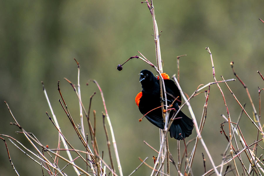 Red Winged Blackbird Protecting His Territory From The Grass Photograph
