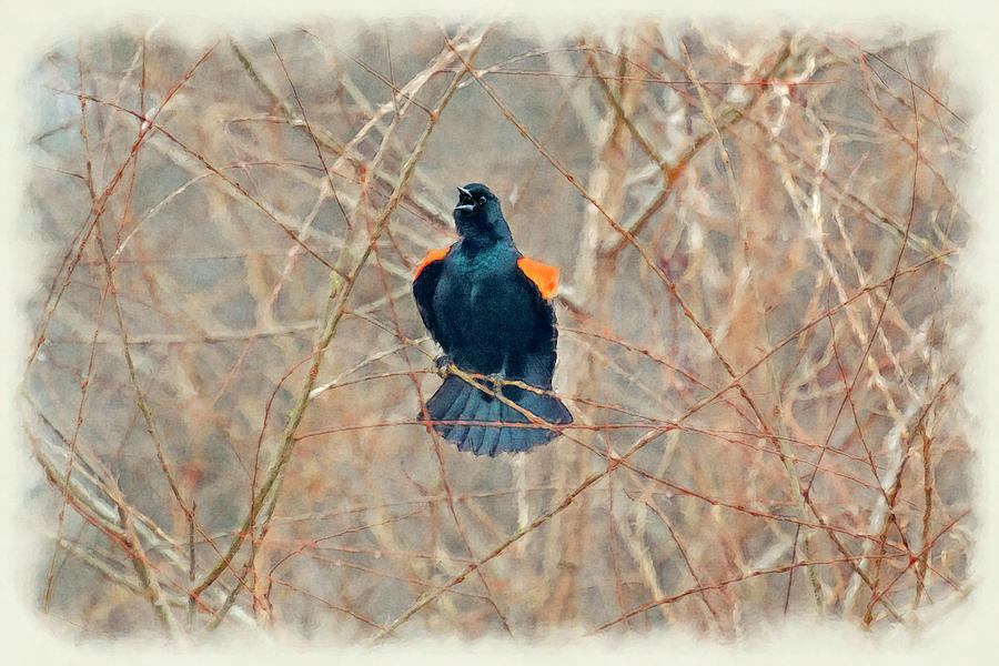 Red winged blackbird protecting his territory    painotgraphy Photograph by Dan Friend