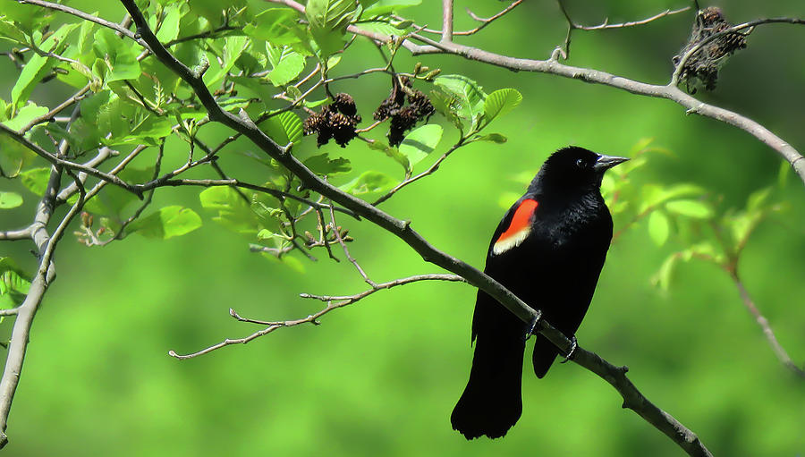 Red-Winged Blackbird Photograph by Rebecca Grzenda
