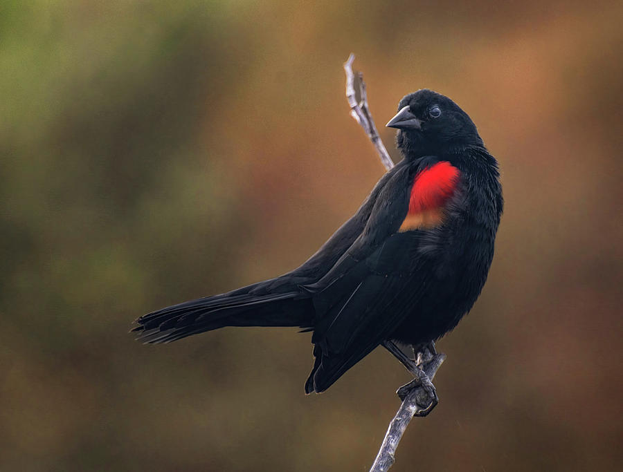 Red Winged Blackbird Photograph by Rebecca Herranen