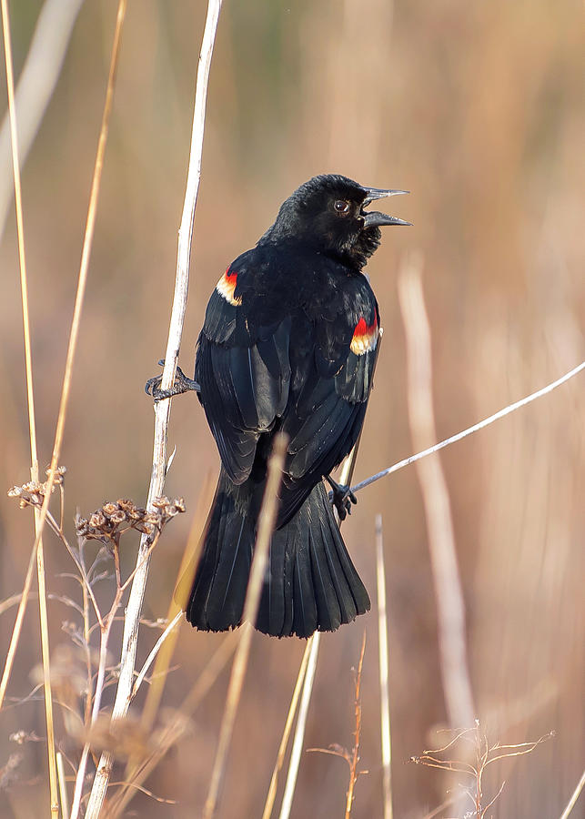 Red Winged Blackbird Photograph by Rick Shea