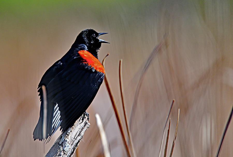 Red-winged Blackbird - Sandy Wool Lake, Milpitas Photograph by Amazing Action Photo Video