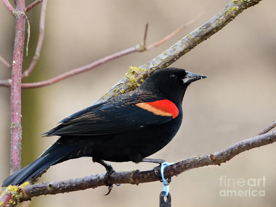 Red-Winged Blackbird Photograph by Scott Cameron