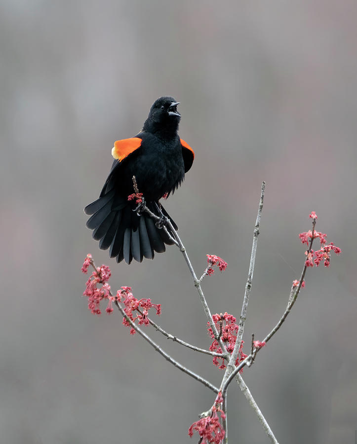 Red-winged Blackbird Singing Photograph