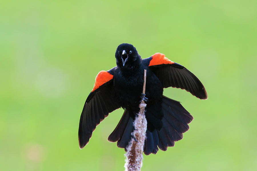 Red-winged Blackbird Sining In Spring Photograph by Mircea Costina Photography