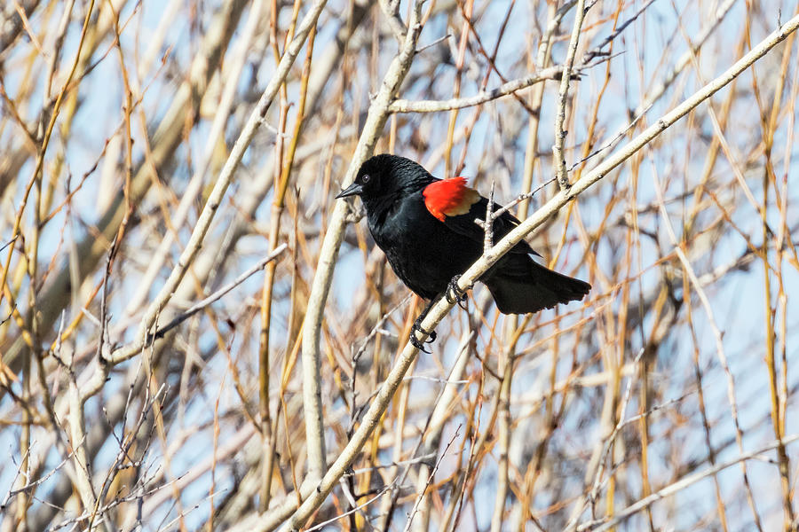 Red-Winged Blackbird Sitting in a Tree Photograph by Belinda Greb