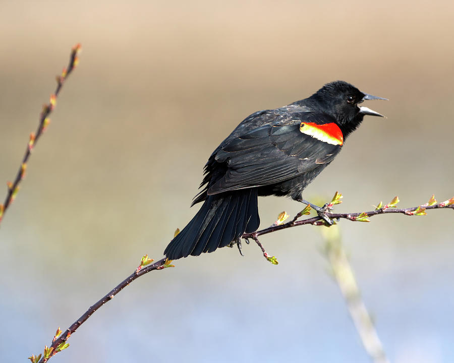 Red Winged Blackbird Song Photograph by Flinn Hackett