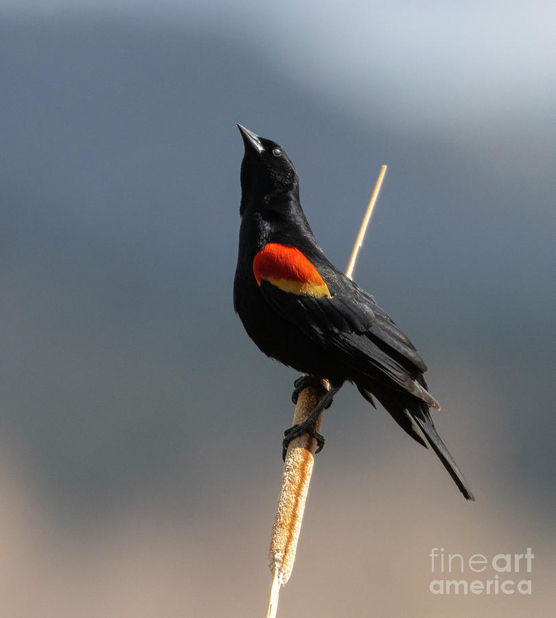 Red-winged Blackbird Stretching Photograph
