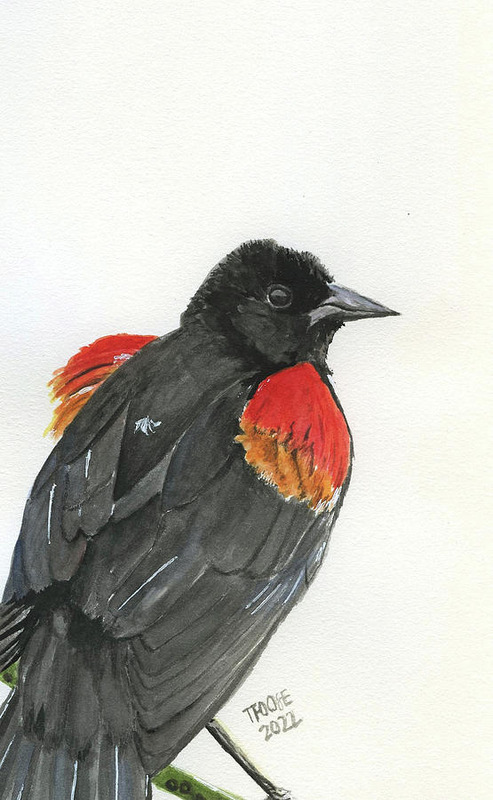 Red-winged Blackbird Painting