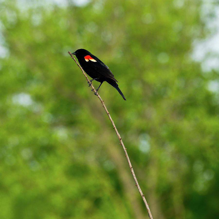 Red Winged Blackbird Photograph