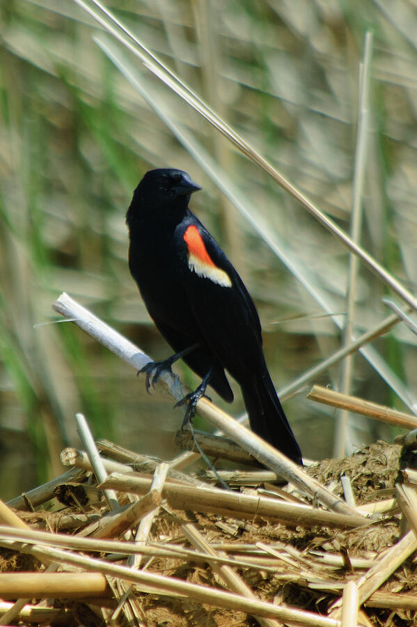 Red-winged Blackbird Photograph by Thierry Lach Red-winged Blackbird Photograph by Thierry Lach