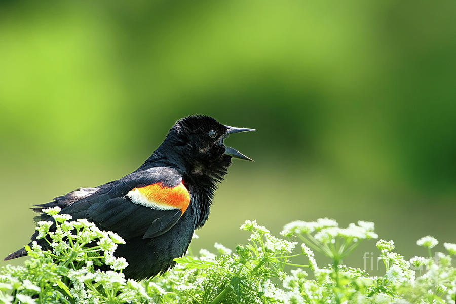 Red Winged Blackbird trills Photograph by Rehna George