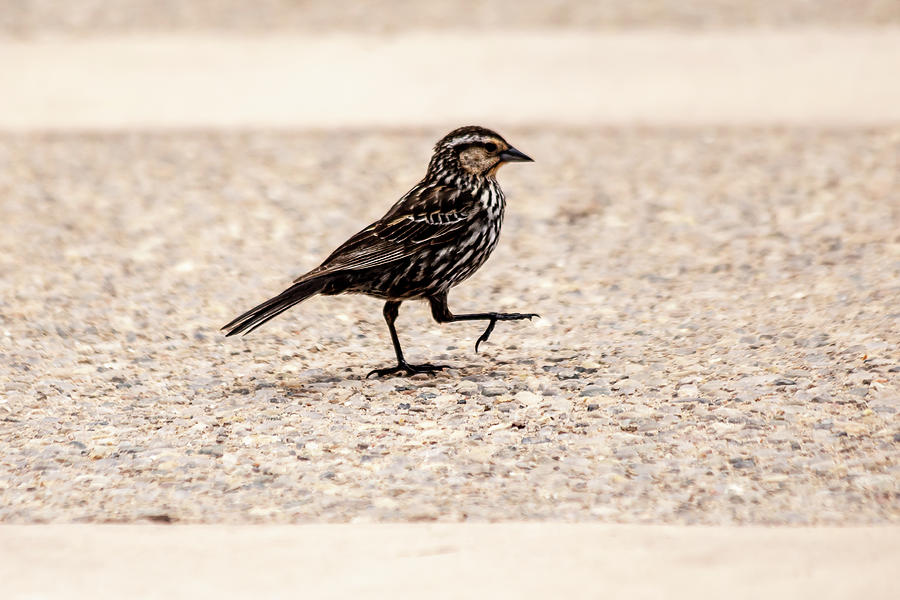 Red-winged blackbird walking Photograph by SAURAVphoto Online Store