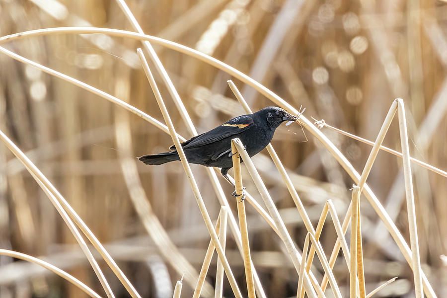 Red-winged Blackbird with Insect Photograph by Belinda Greb