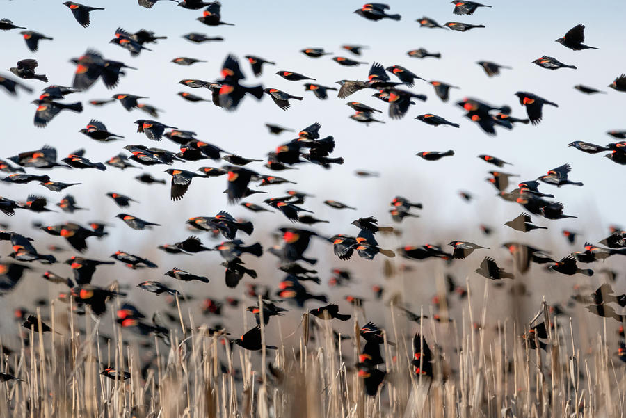 Red Winged Blackbirds Photograph by James Barber