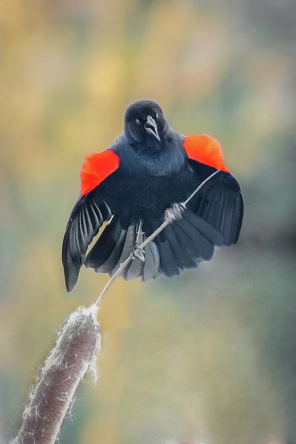 Red Winged Photograph by Gary Geddes