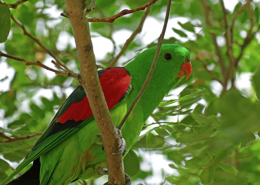 Red-winged Parrot perched Photograph by Maryse Jansen