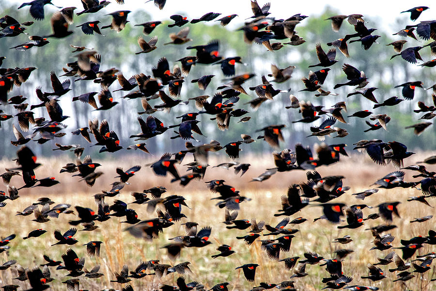 Red-winged Rush Hour Photograph by C  Renee Martin