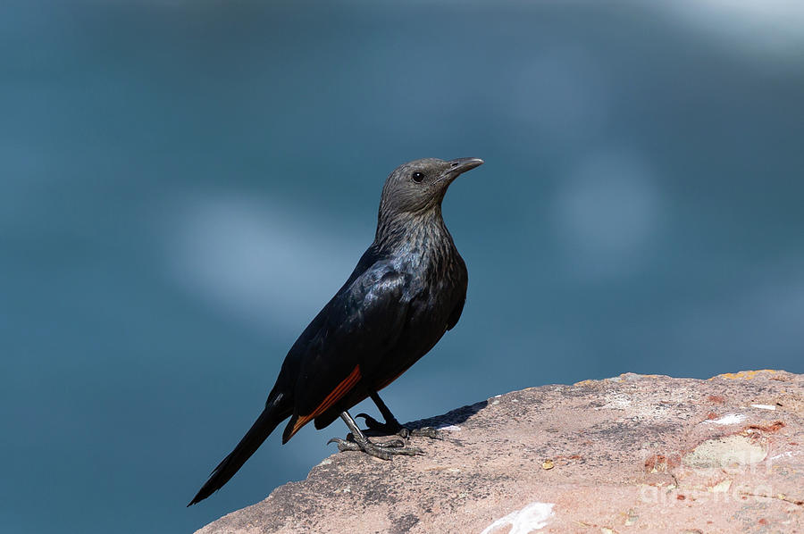 Red-Winged Starling Photograph by Eva Lechner