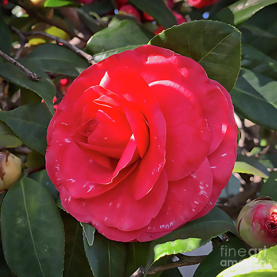 Red With White Accents Camellia Bloom Digital Art by Kirt Tisdale