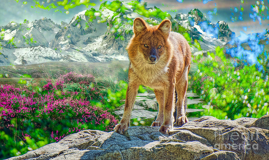 Red Wolf and Mountains Photograph by Judy Kay