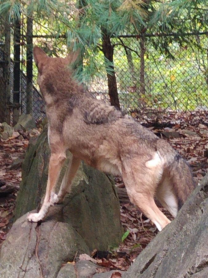 Red Wolf Asheboro NC Zoo Photograph by Kim Galluzzo Wozniak