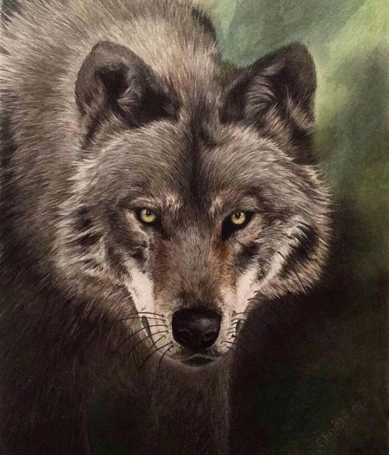 Red Wolf Drawing by Christina Tait