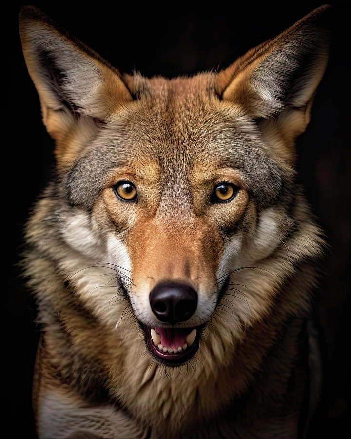 Crimson Majesty - A Captivating Red Wolf Portrait Amidst the Night ...