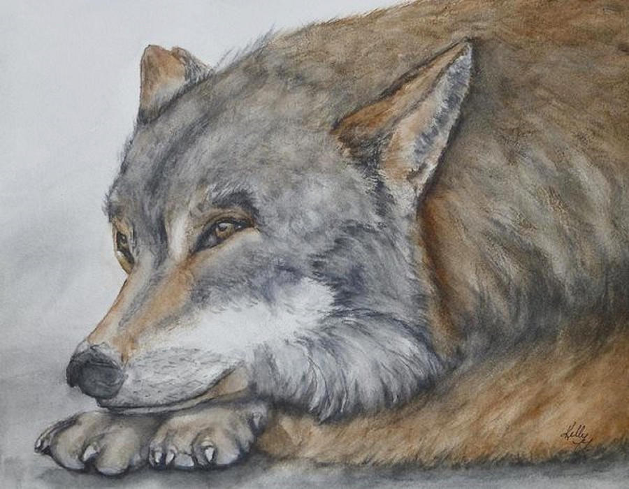 Red Wolf Painting by Kelly Mills
