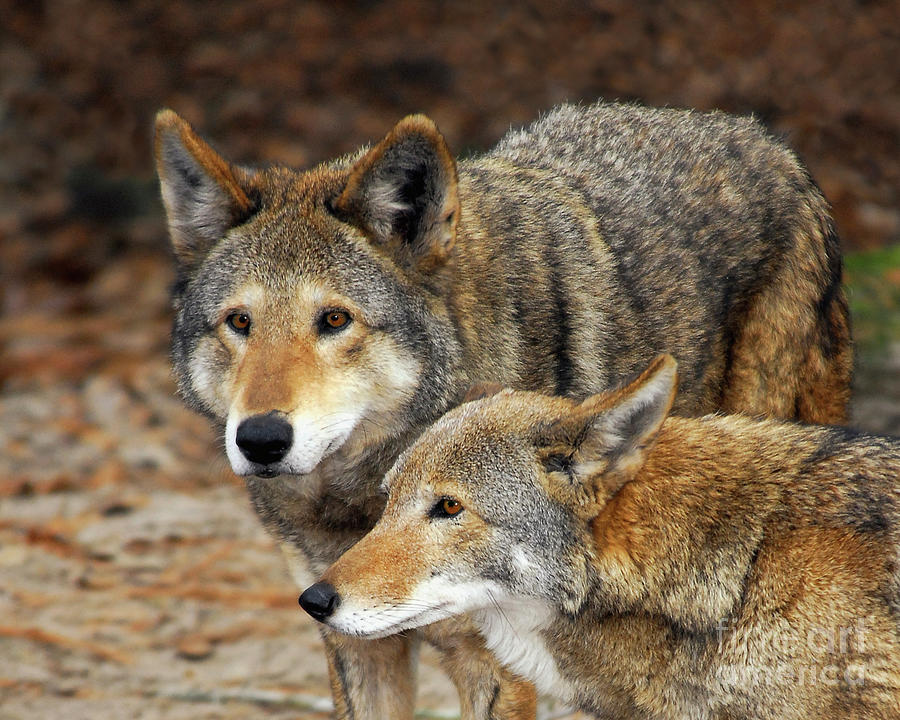 red wolf pair