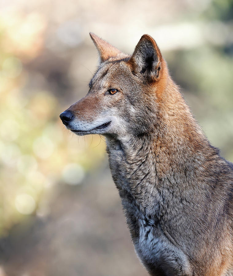 Red Wolf Profile II Photograph by Athena Mckinzie - Fine Art America