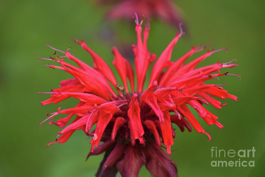 Red Wonder Photograph by Nicole Blodgett - Fine Art America