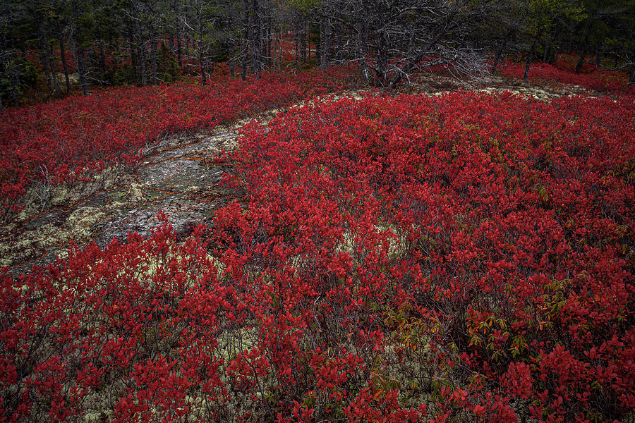 Red World Barrens Photograph by Irwin Barrett