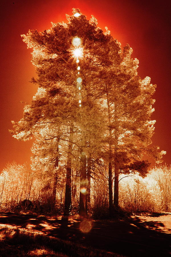 Red world. Infrared photography Photograph by Jouko Lehto