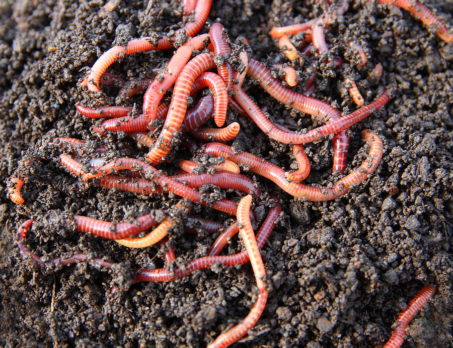 Red Worms In Compost Photograph by Mik122