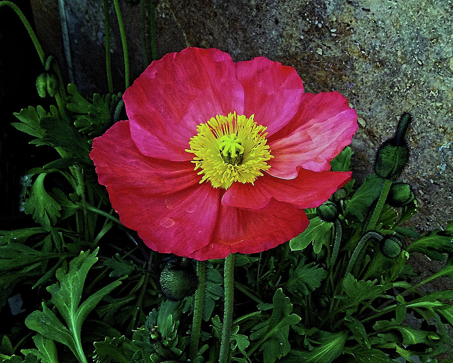 Red Yellow Bloomer Photograph by Andrew Lawrence