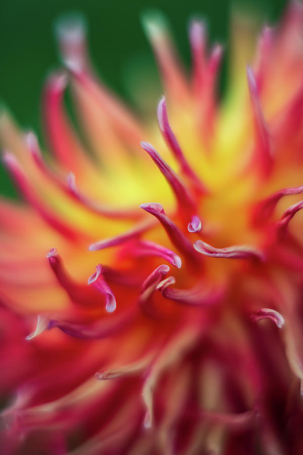 Nature Photograph - Red Yellow Dahlia Tentacles by Mike Reid