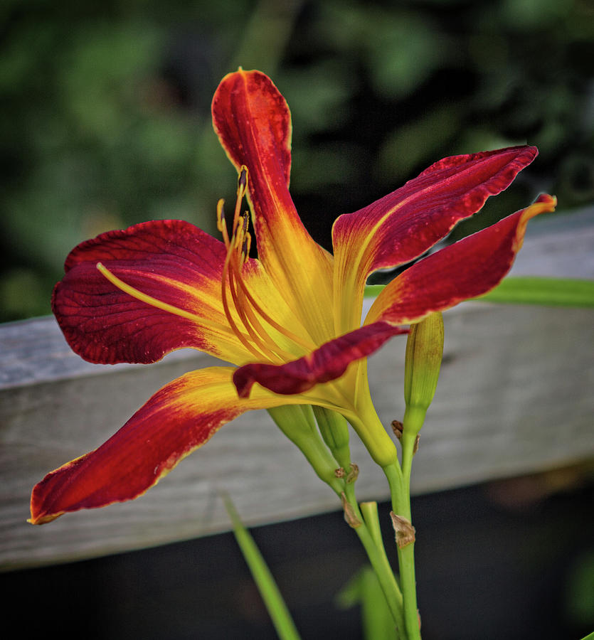 Red-Yellow Lily Photograph by Robert Pilkington