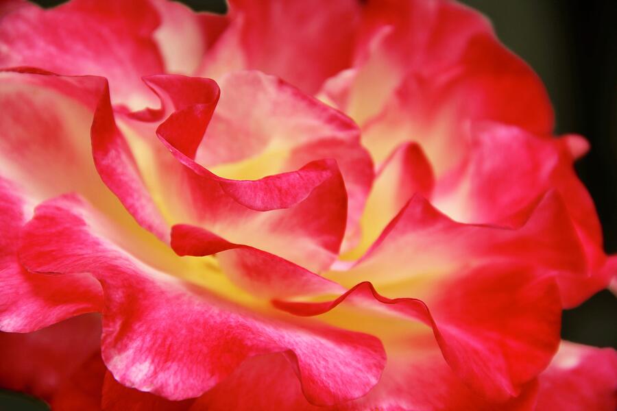 Red Yellow Rose Close Up Photograph