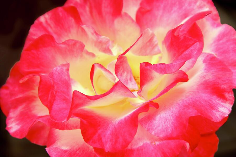 Red-yellow Rose Photograph