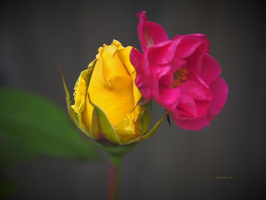 Red Yellow Rose Photograph by Richard Thomas