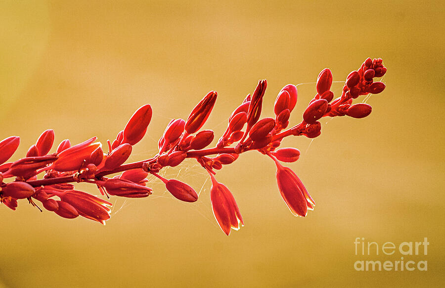 Spring Photograph - Red Yucca by Robert Bales