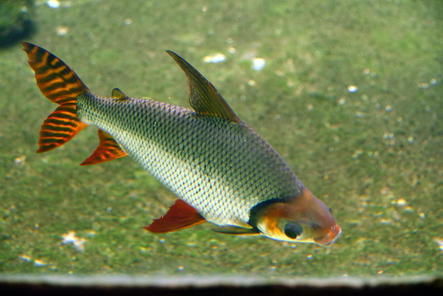 Red zebra fish tail Photograph by Vincent Jary
