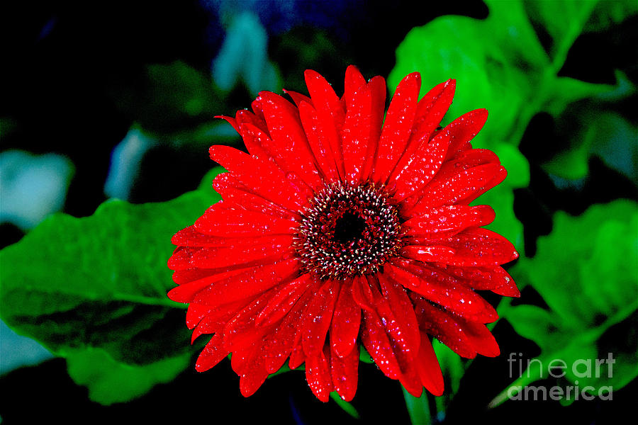 Flower Photograph - Red Rain Zenia by Sherry Little Fawn Schuessler