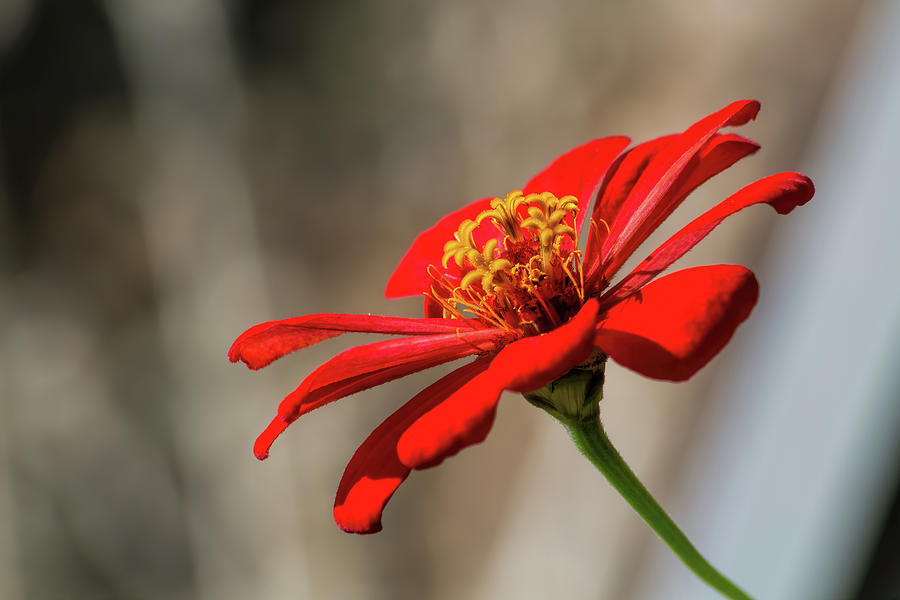 Red Zinnia Photograph by Alana Thrower