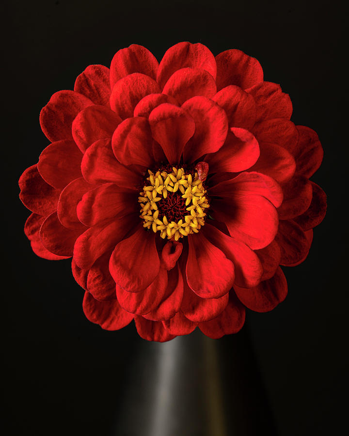 Red Zinnia Flowers in Black Vase Art Photo Photograph by Lily Malor